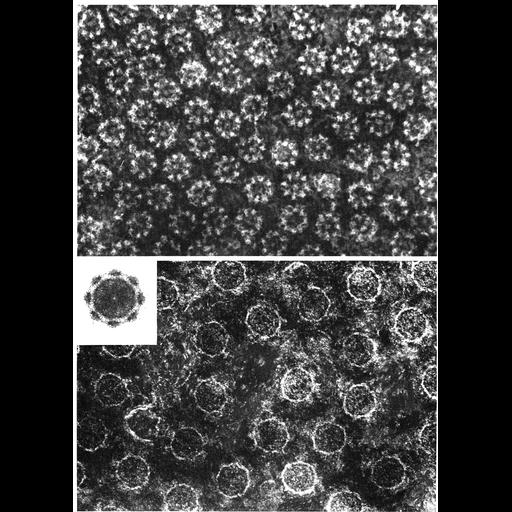  NCBI Organism:Taricha granulosa, Notophthalmus viridescens, ; Cell Types:oocyte Cell Components:nuclear envelope, nuclear pore; Biological process:nucleus organization, nuclear transport, nuclear pore organization;