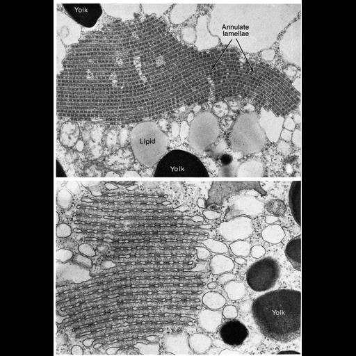  NCBI Organism:Rana pipiens; Cell Types:oocyte Cell Components:annulate lamellae, nuclear pore; Biological process:nucleus organization, nuclear envelope organization;