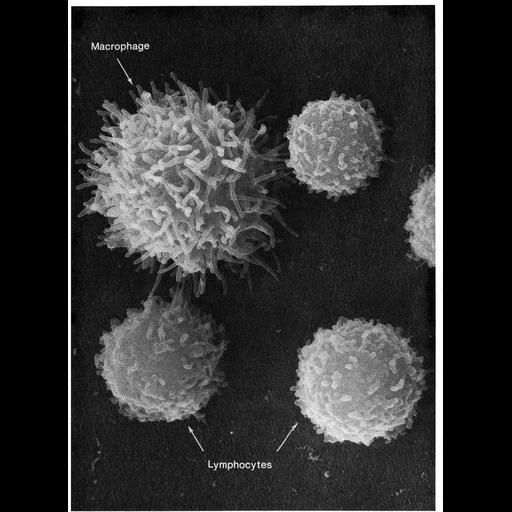  NCBI Organism:Mus musculus; Cell Types:macrophage, lymphocyte; Cell Components:microvillus Biological process:immune system process