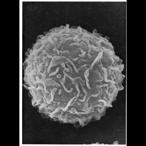  NCBI Organism:Mus musculus; Cell Types:mast cell Cell Components:cell surface Biological process:plasma membrane organization