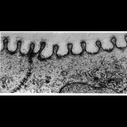  NCBI Organism:Paracheirodon innesi; Cell Types:epidermal cell Cell Components:cell surface, plasma membrane; Biological process:cell projection organization, plasma membrane organization;