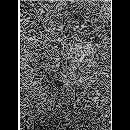  NCBI Organism:Oncorhynchus kisutch; Cell Types:epidermal cell Cell Components:cell surface Biological process:plasma membrane organization