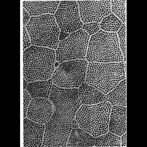  NCBI Organism:Entosphenus tridentatus; Cell Types:epidermal cell Cell Components:cell surface, external side of plasma membrane; Biological process:plasma membrane organization, cell projection organization;