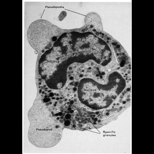  NCBI Organism:Cavia porcellus; Cell Types:leukocyte Cell Components:pseudopodium, nucleus; Biological process:cell motility