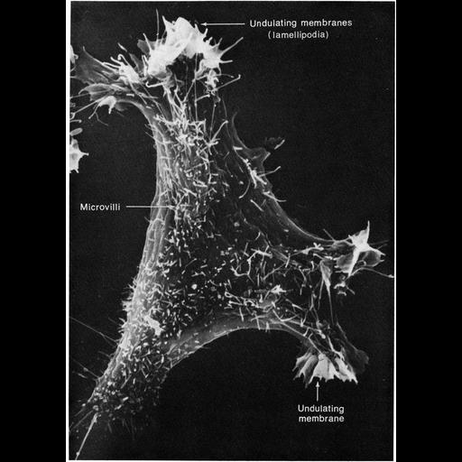  NCBI Organism:Mus musculus; Cell Types:fibroblast Cell Components:lamellipodium membrane, microvillus, filopodium, cell surface; Biological process:cell motility, cell projection organization;