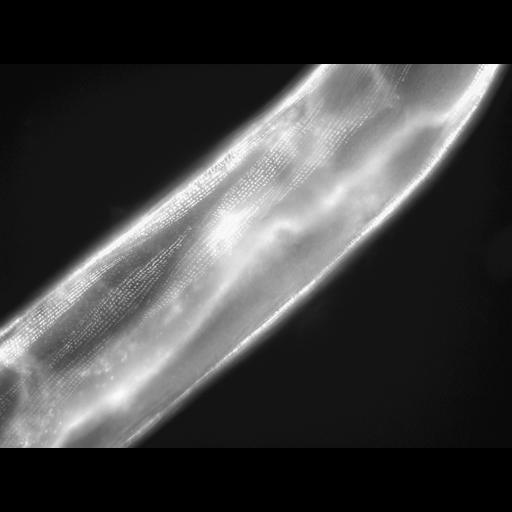  NCBI Organism:Caenorhabditis elegans; Cell Types:muscle cell Cell Components:actin filament Biological process:chronological cell aging