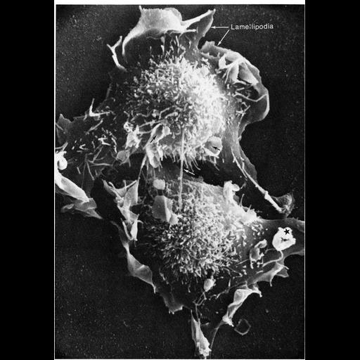  Cell Components:lamellipodium, cell surface, microvillus; Biological process:mitosis, pinocytosis;