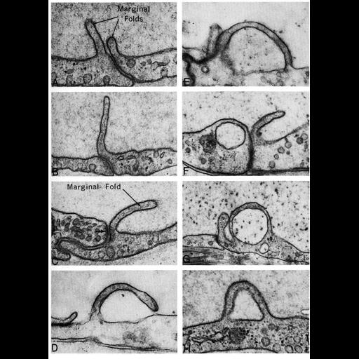  NCBI Organism:Felis catus, Amia calva, ; Cell Types:blood vessel endothelial cell Cell Components:plasma membrane, vacuole; Biological process:pinocytosis, endocytosis;