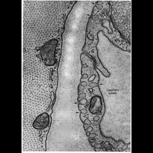  NCBI Organism:Mammalia; Cell Types:endothelial cell Cell Components:vesicle, plasma membrane, caveola; Biological process:pinocytosis, endocytosis;