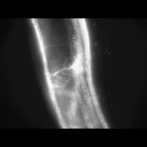  NCBI Organism:Caenorhabditis elegans; Cell Types:muscle cell Cell Components:actin filament Biological process:chronological cell aging