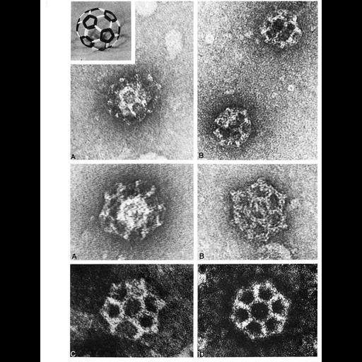  NCBI Organism:Cavia porcellus; Cell Components:clathrin vesicle coat Biological process:regulation of endocytosis