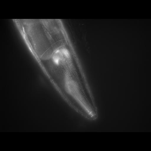  NCBI Organism:Caenorhabditis elegans; Cell Types:muscle cell Cell Components:actin filament Biological process:chronological cell aging