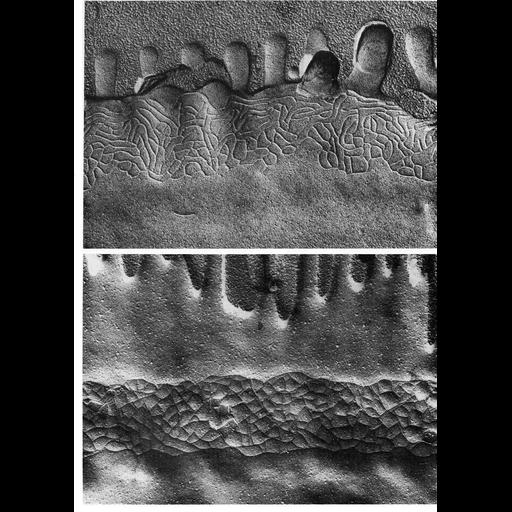  NCBI Organism:Bufo; Cell Types:epithelial cell Cell Components:tight junction Biological process:cell junction organization