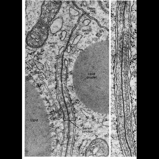  NCBI Organism:Cavia porcellus; Cell Types:Sertoli cell Cell Components:tight junction Biological process:cell junction organization