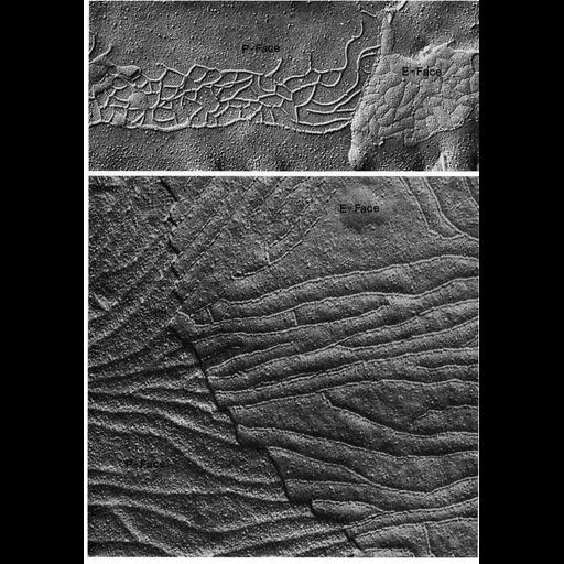  NCBI Organism:Rattus, Homo sapiens, ; Cell Types:intestinal epithelial cell, Sertoli cell; Cell Components:occluding junction Biological process:cell-cell junction organization