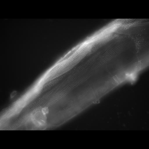  NCBI Organism:Caenorhabditis elegans; Cell Types:muscle cell Cell Components:actin filament Biological process:chronological cell aging