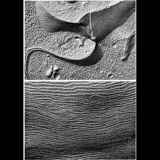  NCBI Organism:Rhodnius prolixus; Cell Types:epithelial cell Cell Components:cell-cell junction Biological process:cell-cell junction organization