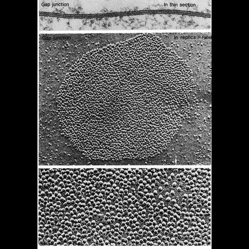  NCBI Organism:Carassius auratus, Rattus, ; Cell Types:sensory epithelial cell, granulosa cell; Cell Components:gap junction, connexon complex, plasma membrane; Biological process:cell communication, cell-cell junction organization;