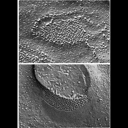  Cell Types:non-pigmented ciliary epithelial cell Cell Components:gap junction, plasma membrane, connexon complex; Biological process:cell communication, cell-cell junction organization;