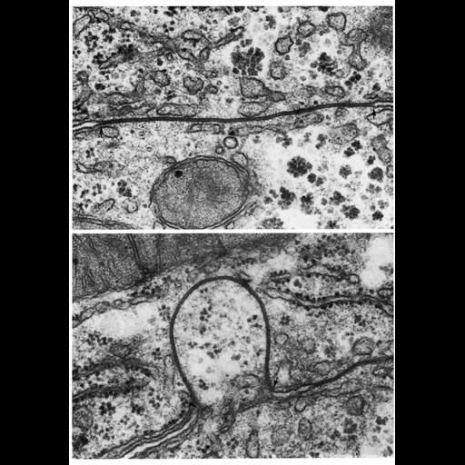  Cell Types:hepatocyte, epithelial cell; Cell Components:gap junction, connexon complex; Biological process:cell communication, cell-cell junction organization;