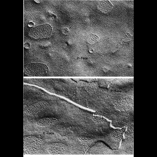  NCBI Organism:Macaca mulatta, Limulus polyphemus, ; Cell Types:non-pigmented ciliary epithelial cell, epithelial cell; Cell Components:gap junction, connexon complex, plasma membrane; Biological process:cell communication, cell-cell junction organization;