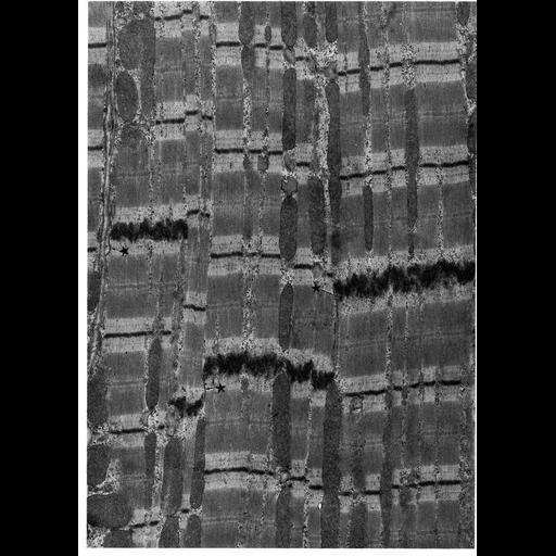  NCBI Organism:Felis catus; Cell Types:cardiac muscle cell Cell Components:gap junction, intercalated disc; Biological process:cell communication, cell-cell junction organization;