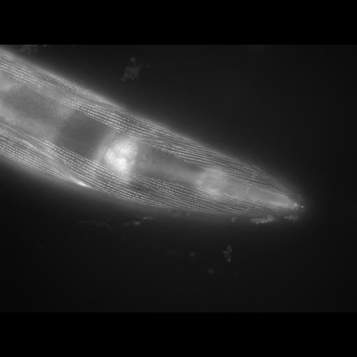  NCBI Organism:Caenorhabditis elegans; Cell Types:muscle cell Cell Components:actin filament Biological process:chronological cell aging