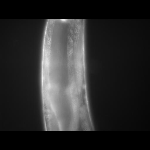  NCBI Organism:Caenorhabditis elegans; Cell Types:muscle cell Cell Components:actin filament Biological process:chronological cell aging