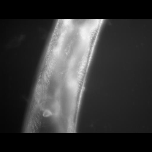  NCBI Organism:Caenorhabditis elegans; Cell Types:muscle cell Cell Components:actin filament Biological process:chronological cell aging