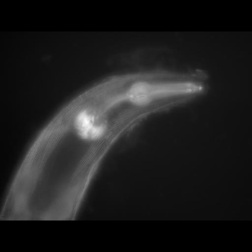  NCBI Organism:Caenorhabditis elegans; Cell Types:muscle cell Cell Components:actin filament Biological process:chronological cell aging