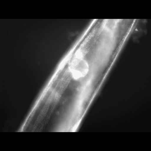  NCBI Organism:Caenorhabditis elegans; Cell Types:muscle cell Cell Components:actin filament Biological process:chronological cell aging