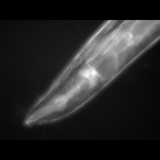  NCBI Organism:Caenorhabditis elegans; Cell Types:muscle cell Cell Components:actin filament Biological process:chronological cell aging