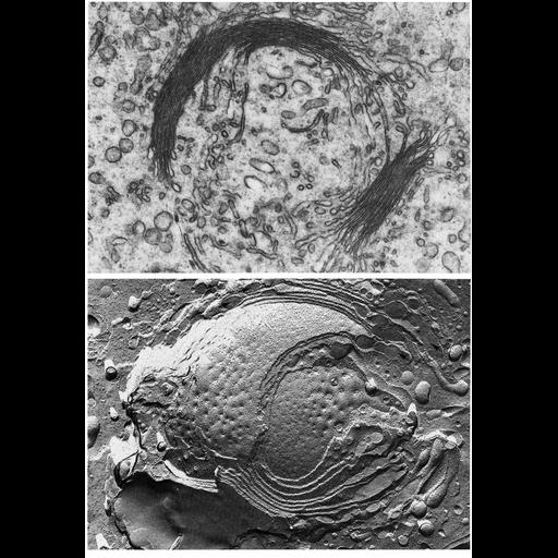  NCBI Organism:Ovis aries, Cavia porcellus, ; Cell Types:spermatid, spermatocyte; Cell Components:Golgi apparatus, Golgi stack; Biological process:post-translational protein modification, carbohydrate biosynthetic process, protein glycosylation;