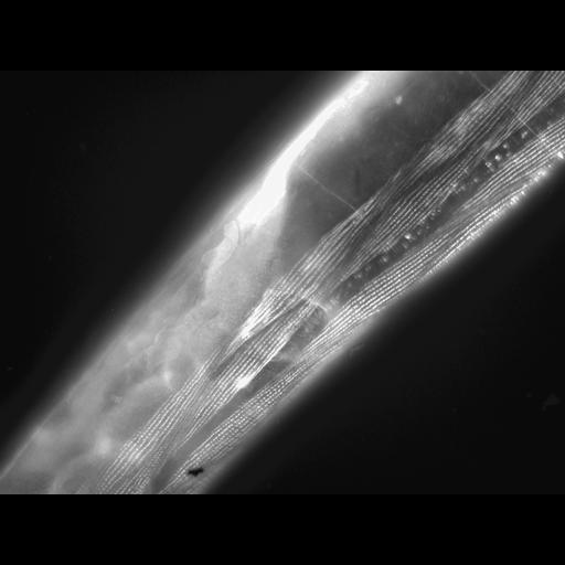  NCBI Organism:Caenorhabditis elegans; Cell Types:muscle cell Cell Components:actin filament Biological process:chronological cell aging