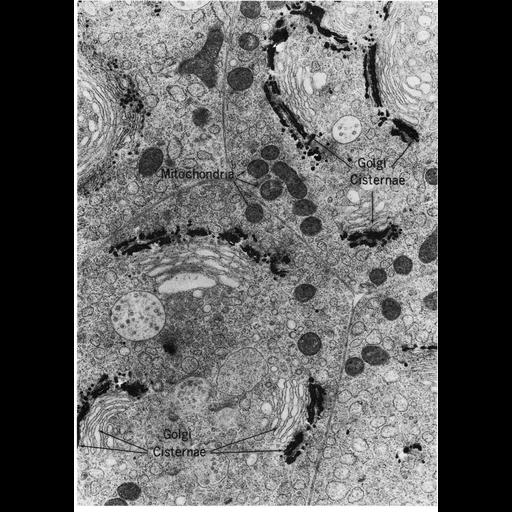  NCBI Organism:Mus musculus; Cell Types:epithelial cell Cell Components:Golgi apparatus, Golgi stack, mitochondrion, Golgi cis cisterna, Golgi trans cisterna; Biological process:post-translational protein modification, carbohydrate biosynthetic process, protein glycosylation;