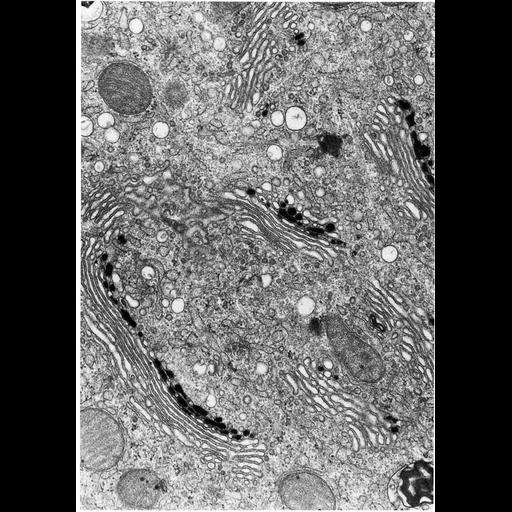  NCBI Organism:Rattus; Cell Types:epithelial cell Cell Components:Golgi apparatus, Golgi stack, Golgi-associated vesicle; Biological process:post-translational protein modification, carbohydrate biosynthetic process, protein glycosylation;