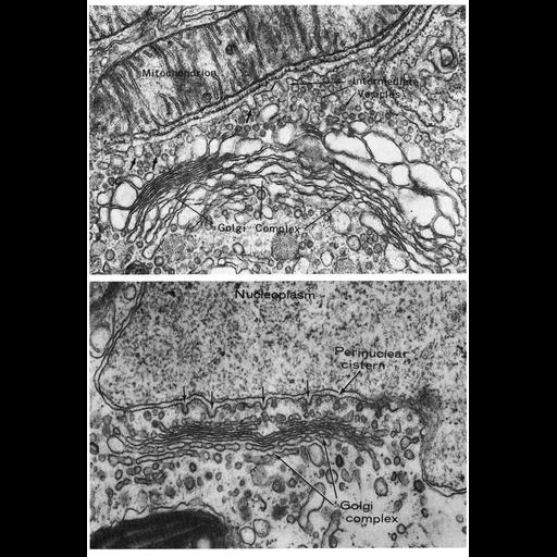  Cell Types:secretory cell Cell Components:Golgi apparatus, Golgi stack, mitochondrion, endoplasmic reticulum; Biological process:post-translational protein modification, carbohydrate biosynthetic process, protein glycosylation;