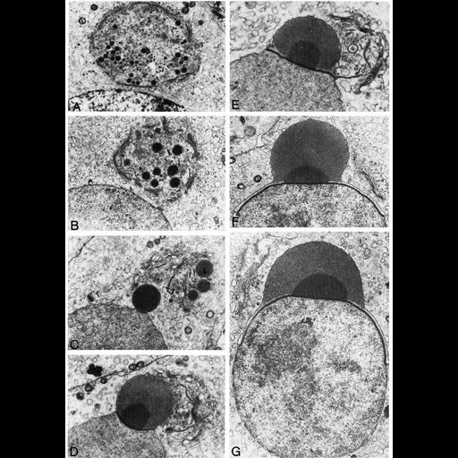  NCBI Organism:Cavia porcellus; Cell Types:spermatid Cell Components:Golgi apparatus, Golgi stack, acrosomal vesicle; Biological process:post-translational protein modification, carbohydrate biosynthetic process, protein glycosylation, acrosome assembly;