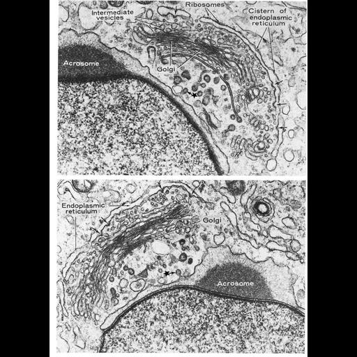  NCBI Organism:Chinchilla; Cell Types:spermatid Cell Components:Golgi apparatus, Golgi stack, acrosomal vesicle; Biological process:post-translational protein modification, carbohydrate biosynthetic process, protein glycosylation, acrosome assembly;