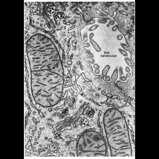  NCBI Organism:Rattus; Cell Types:hepatocyte Cell Components:Golgi apparatus, Golgi stack, mitochondrion; Biological process:post-translational protein modification, carbohydrate biosynthetic process, protein glycosylation, secretory granule localization;