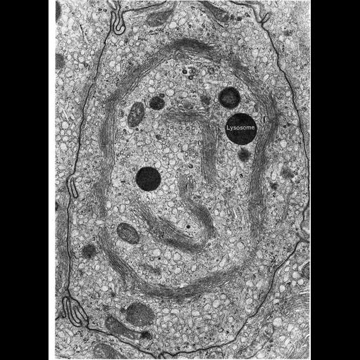  NCBI Organism:Leporidae; Cell Types:epithelial cell Cell Components:Golgi apparatus, Golgi stack, lysosome, endoplasmic reticulum; Biological process:post-translational protein modification, carbohydrate biosynthetic process, protein glycosylation;