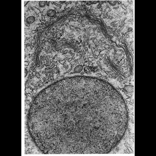  NCBI Organism:Macaca mulatta; Cell Types:epithelial cell Cell Components:Golgi apparatus, Golgi stack, nucleus; Biological process:post-translational protein modification, carbohydrate biosynthetic process, protein glycosylation;