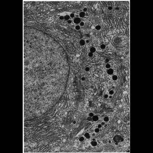  NCBI Organism:Mus musculus; Cell Types:secretory cell Cell Components:Golgi apparatus, Golgi stack, secretory granule; Biological process:post-translational protein modification, carbohydrate biosynthetic process, protein glycosylation;