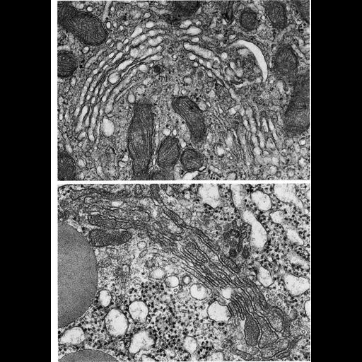  NCBI Organism:Cavia porcellus, Rattus, ; Cell Types:Leydig cell, acinar cell; Cell Components:Golgi apparatus, Golgi stack; Biological process:post-translational protein modification, carbohydrate biosynthetic process, protein glycosylation;