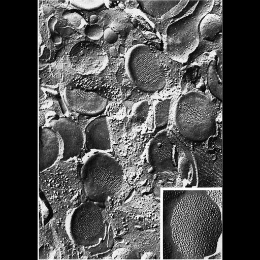  NCBI Organism:Rattus; Cell Types:epithelial cell Cell Components:cell surface, vesicle;