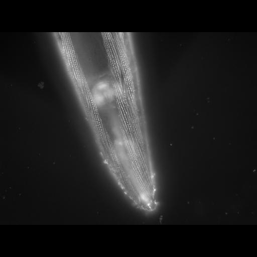  NCBI Organism:Caenorhabditis elegans; Cell Types:muscle cell Cell Components:actin filament Biological process:chronological cell aging