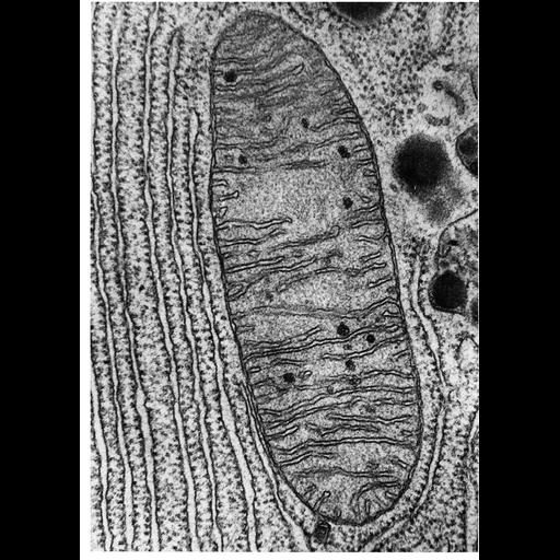  NCBI Organism:Myotis lucifugus; Cell Components:mitochondrion, mitochondrial outer membrane, mitochondrial inner membrane, mitochondrial crista, rough endoplasmic reticulum; Biological process:cellular respiration