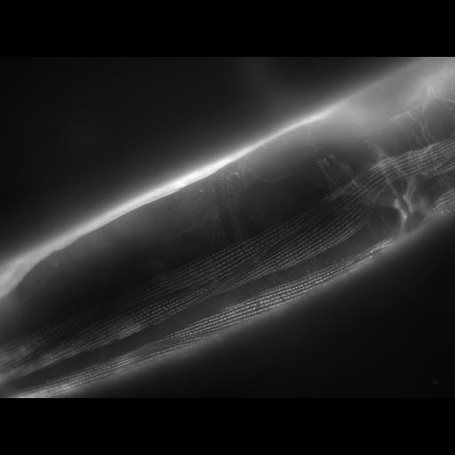  NCBI Organism:Caenorhabditis elegans; Cell Types:muscle cell Cell Components:actin filament Biological process:chronological cell aging