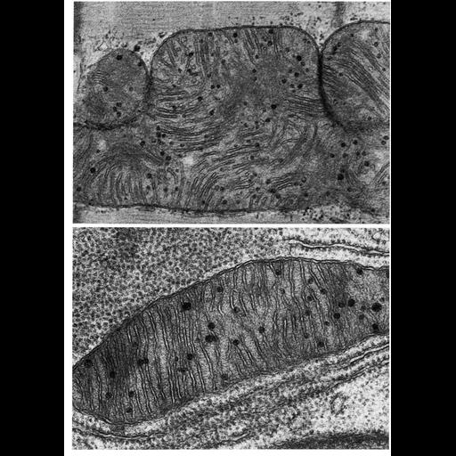  NCBI Organism:Felis catus, Myotis lucifugus, ; Cell Types:cardiac muscle cell Cell Components:mitochondrion, mitochondrial crista, mitochondrial outer membrane, mitochondrial inner membrane; Biological process:cellular respiration