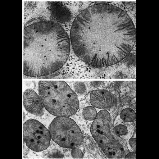  NCBI Organism:Myotis lucifugus, Cavia porcellus, ; Cell Components:mitochondrion, mitochondrial crista, mitochondrial outer membrane, mitochondrial inner membrane; Biological process:cellular respiration